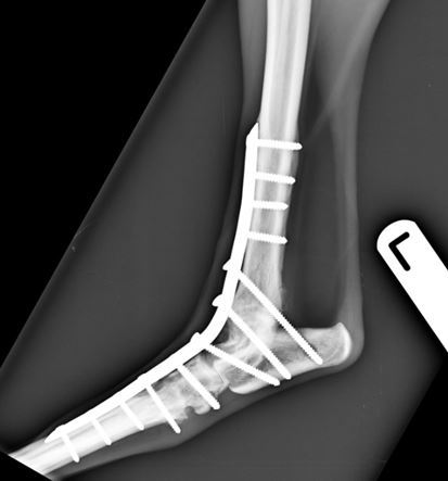 Figure 3. Six-weeks post-operative lateral view